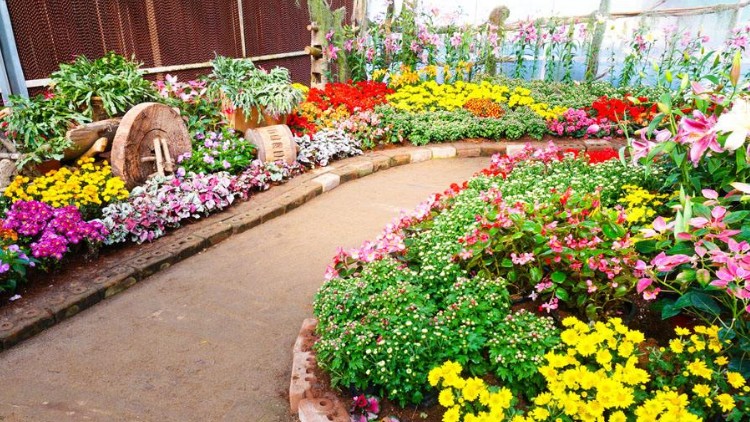 花种子四季播种易活花籽套餐鲜花植物夏季阳台庭院花草盆栽室内花18种