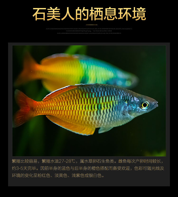 石美人鱼热带红苹果红尾黄金鸽子美人蓝电光彩虹刚果美人鱼活体鱼刚果