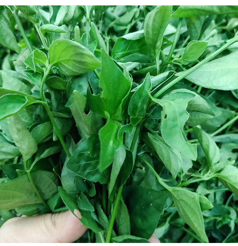 狗肝菜新鲜 潮汕青草乌面草 福建六角英 野红蓝青蛇仔干品 切断无硫干