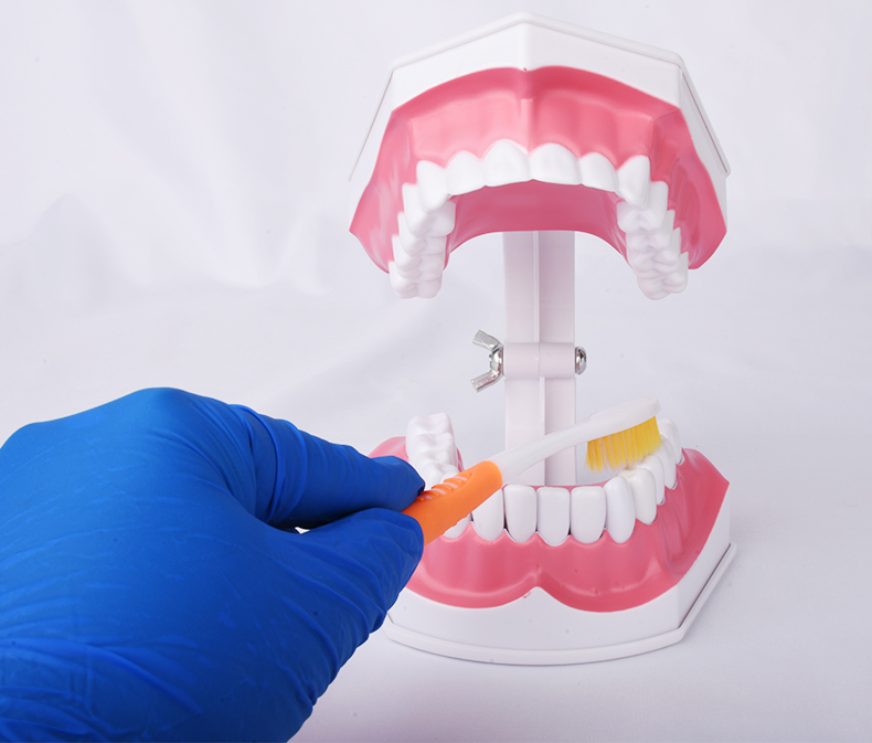 牙齿模型牙医教学刷大假牙备牙幼儿园练习儿童牙科口腔摆件 2倍正常款