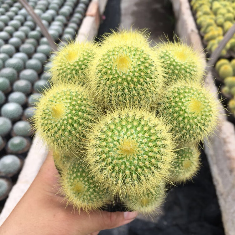 仙人球多头金丝猴室内易养美观仙人掌科多肉植物阳台盆栽 单头金丝猴