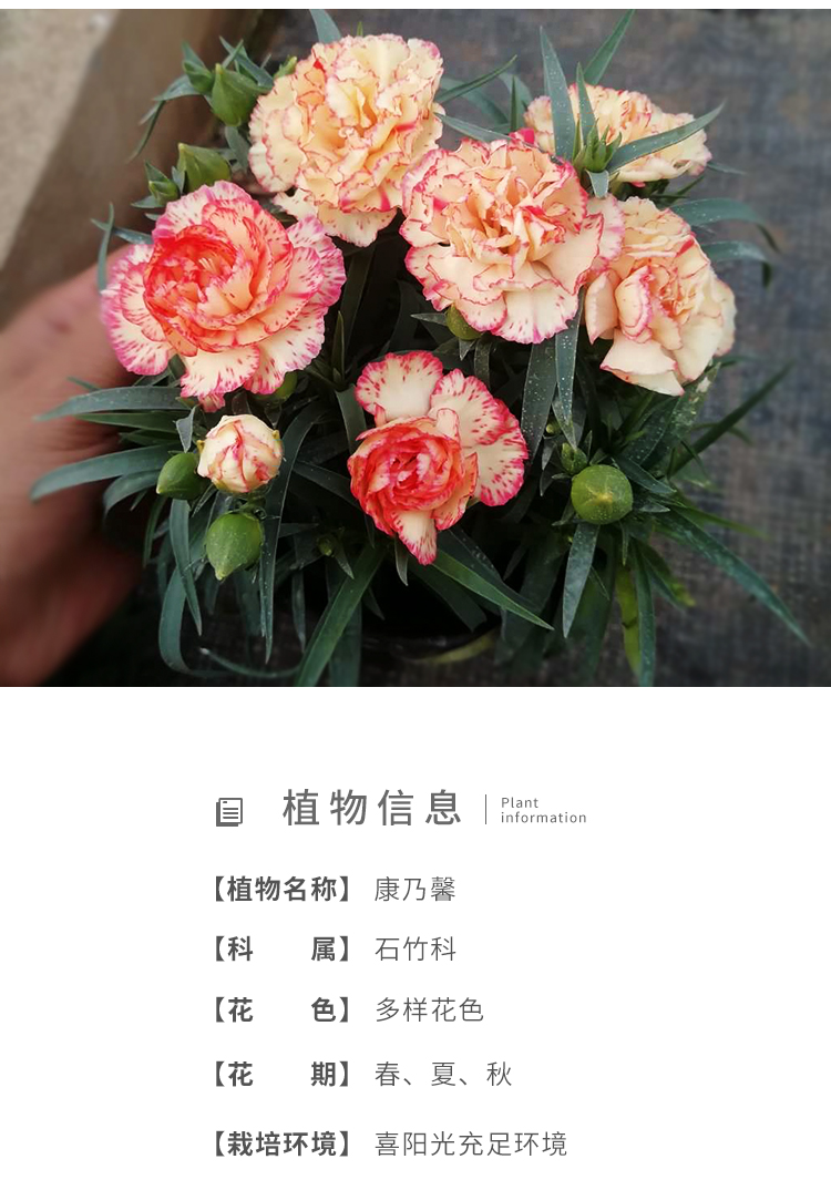 康乃馨盆栽带花苞四季鲜花绿植花卉植物室内花多头大花耐寒母节 新品