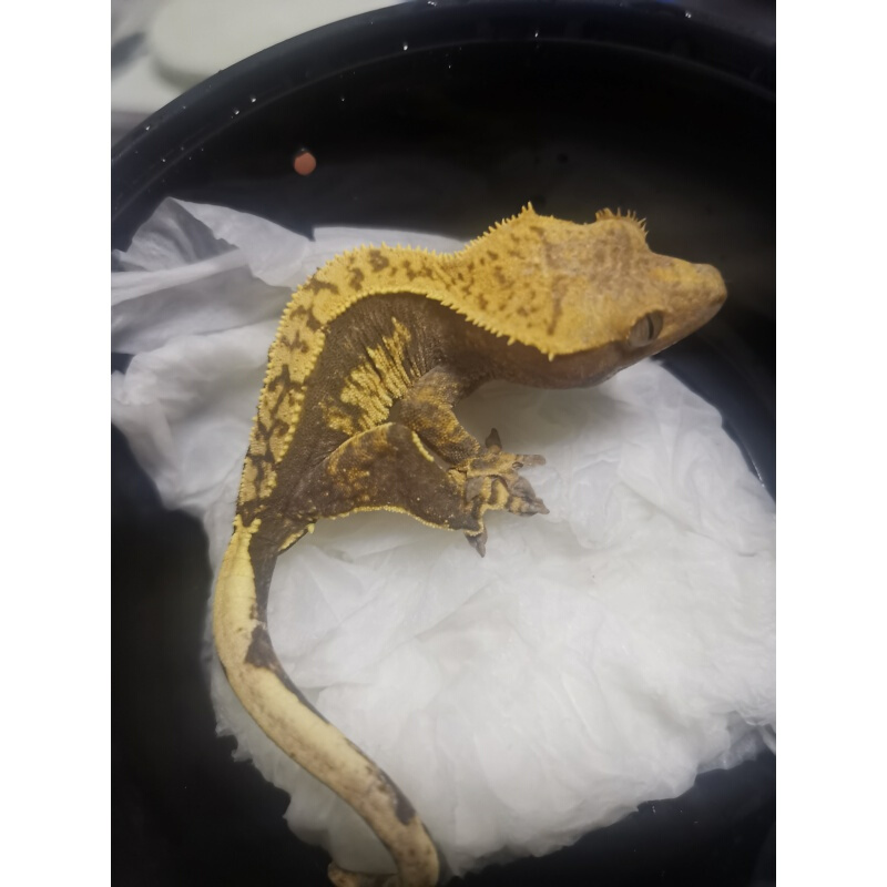 【店铺推荐】包活宠物属树栖睫角守宫活体盖勾亚守宫巨人爬宠 直播间