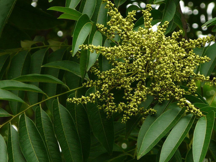 无患子树苗木患子小苗珍贵中药名树绿化庭院 无患子树,高1.