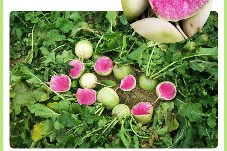 新鲜心里美萝卜青萝卜红心萝卜满堂红萝卜山东水果萝卜心灵美萝卜5斤