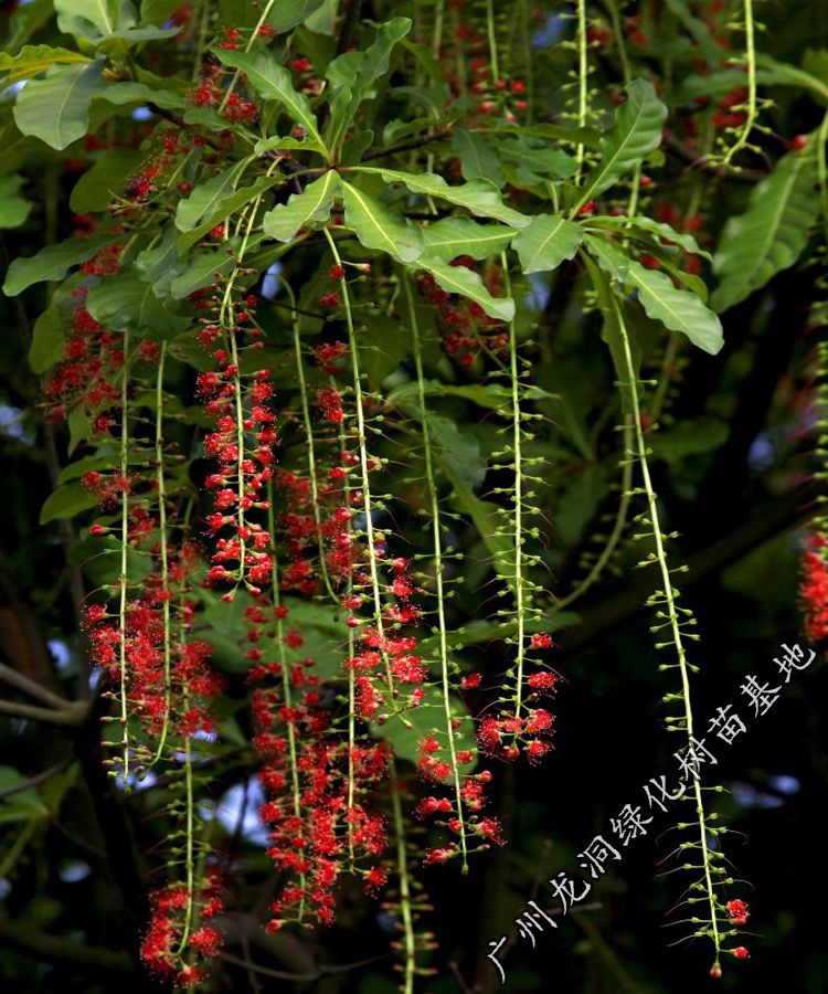 花姬 东南亚红花玉蕊树苗绿化行道风景树公园湖边常绿玉蕊苗 红花玉蕊