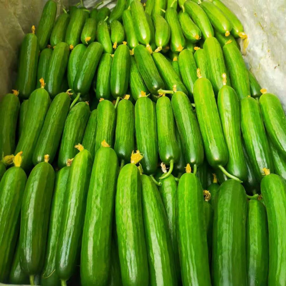 小黄瓜水果黄瓜无刺荷兰小青瓜应季生吃新鲜蔬菜农家自种精品水果黄瓜
