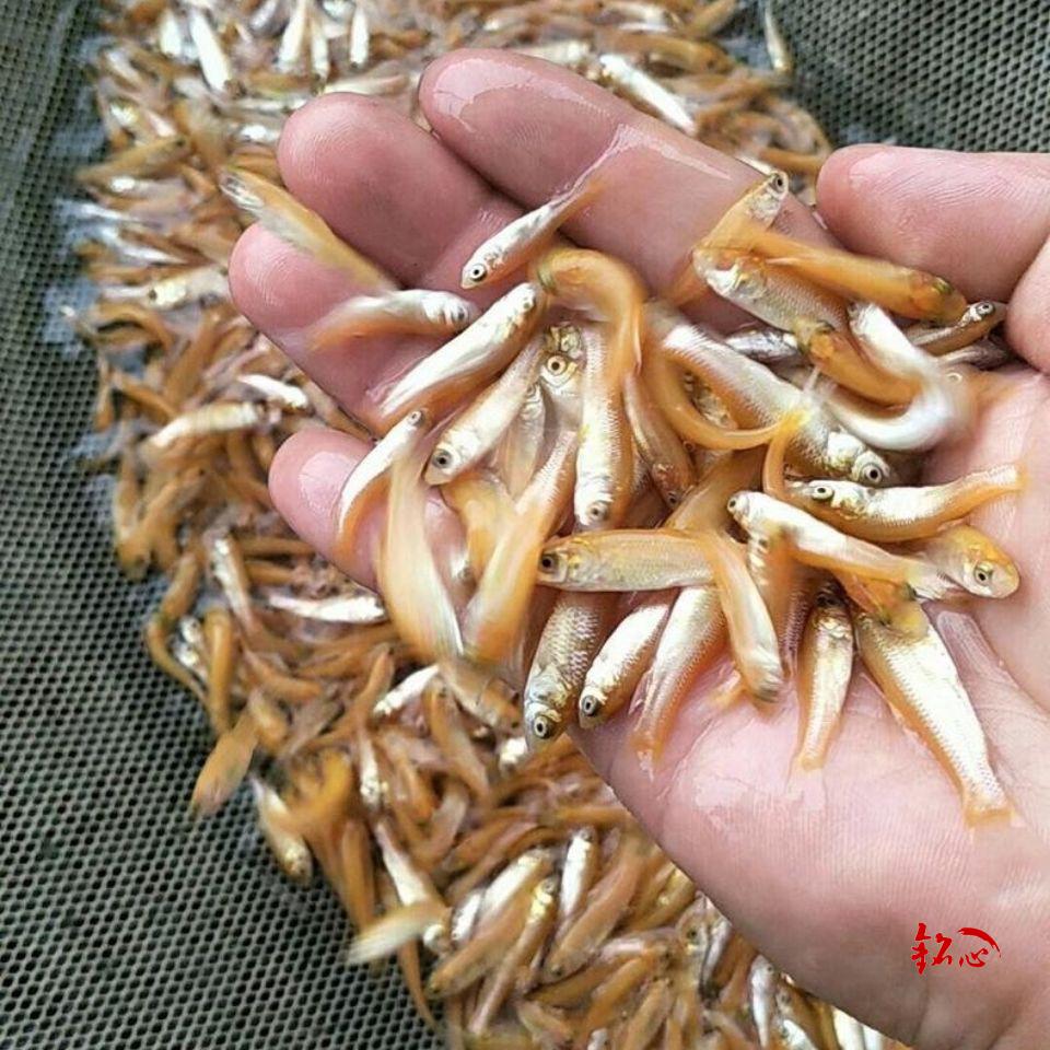 俄罗斯金草鱼苗活体淡水养殖 黄金鲩鱼观赏鱼缸放生红金丝草鱼苗 5-7