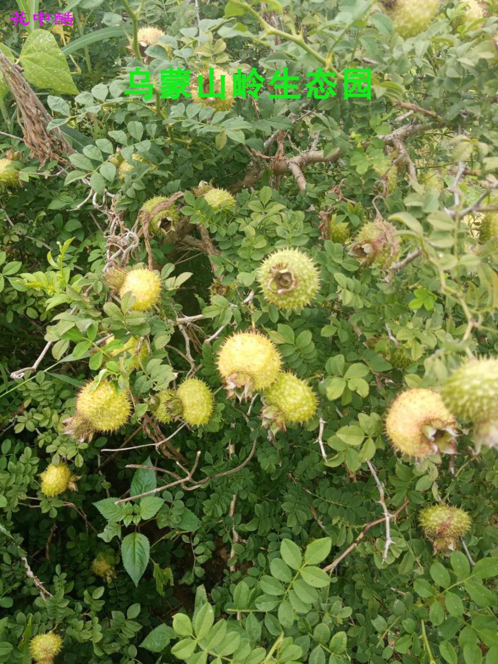 刺梨苗刺梨果刺莓果茨梨刺菠萝文先果刺梨泡水泡茶野