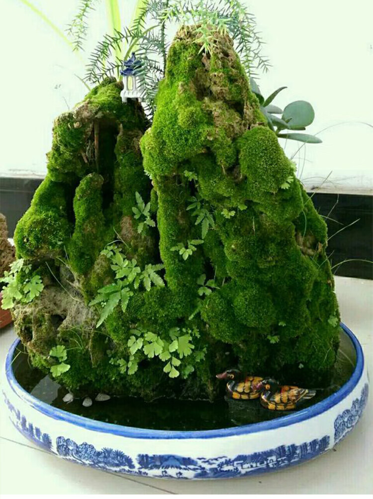 假山植物附石草青苔上水石青台草籽四季鲜活草孢子粉苔藓吸水石 珍