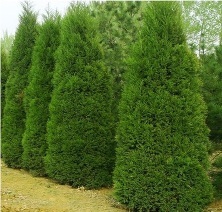 御卉阁 坟前柏树苗清明墓地松树苗扫墓树苗松柏侧柏桧柏柏树蜀桧宝塔