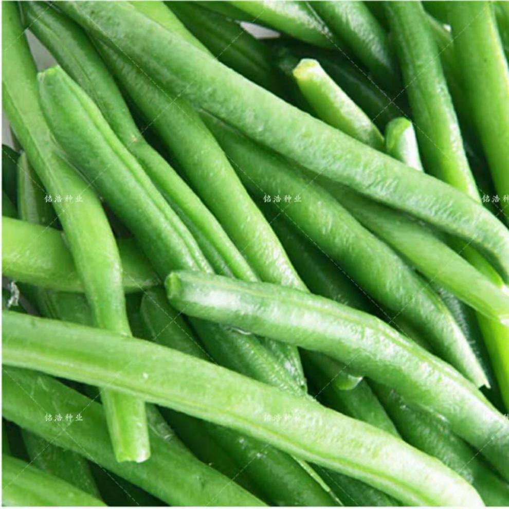 特选九粒青芸豆种子早熟高产架豆农家大面积种四季蔬菜种籽春秋冬 九