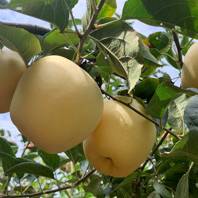 山东维纳斯黄金苹果威海金苹果胜奶油富士大果新鲜当季孕妇水果5斤