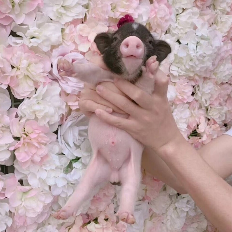 店铺推荐抖音同款网红宠物活体泰国迷你纯种小香猪佩奇萌宠异宠小猪