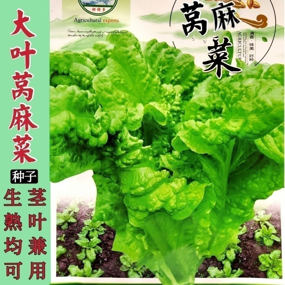 葉用萵苣麻菜萵雞菜香香菜種子四川夏秋季蔬菜種子生菜 皺葉萵麻菜籽