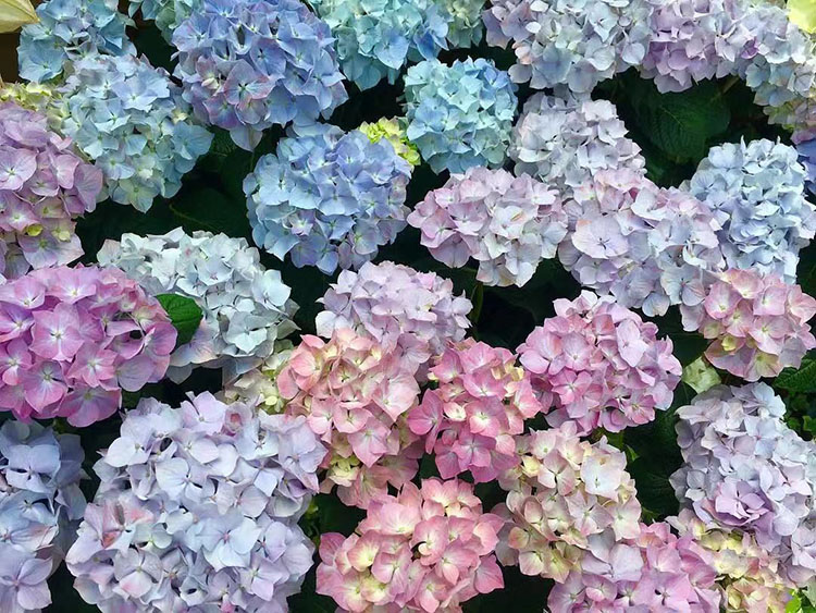 重瓣繡球花盆栽無盡夏八仙花藍色花耐寒花卉陽臺庭院植物【帶花發貨】