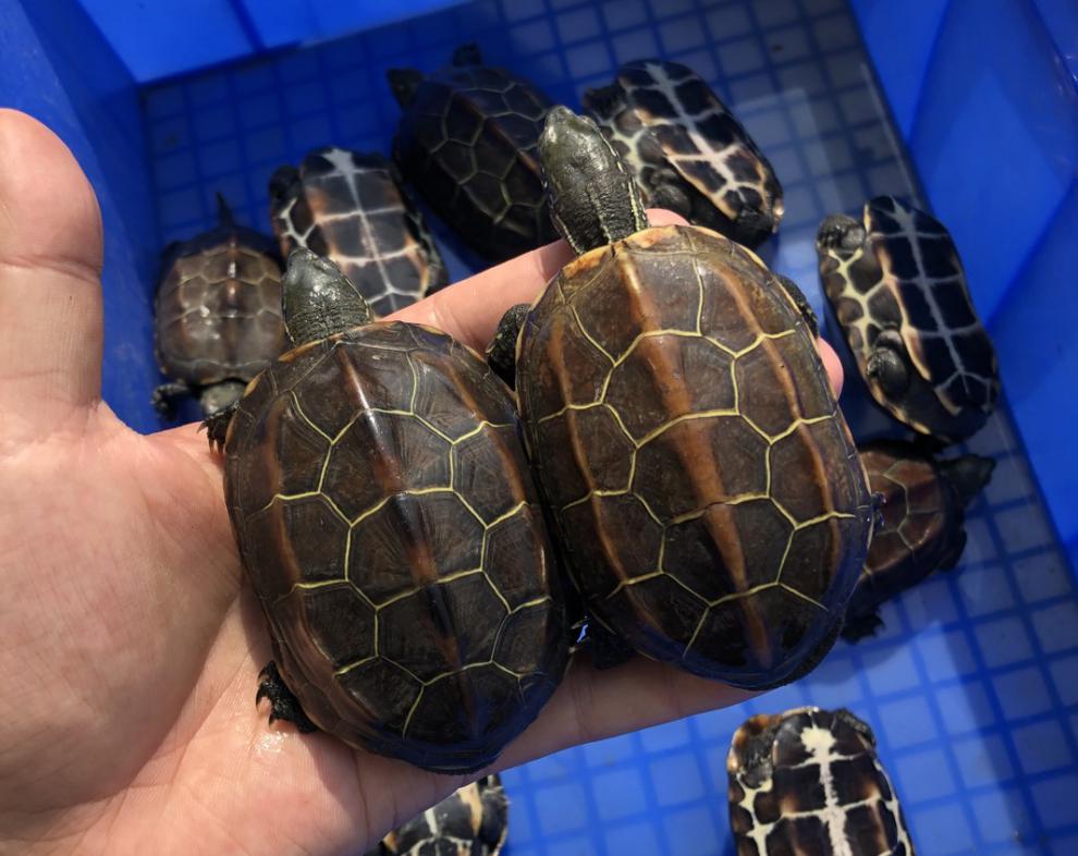 情侣金线龟 乌龟活物吃菜放生大小乌龟活体 8—10厘米 普通杂色草龟