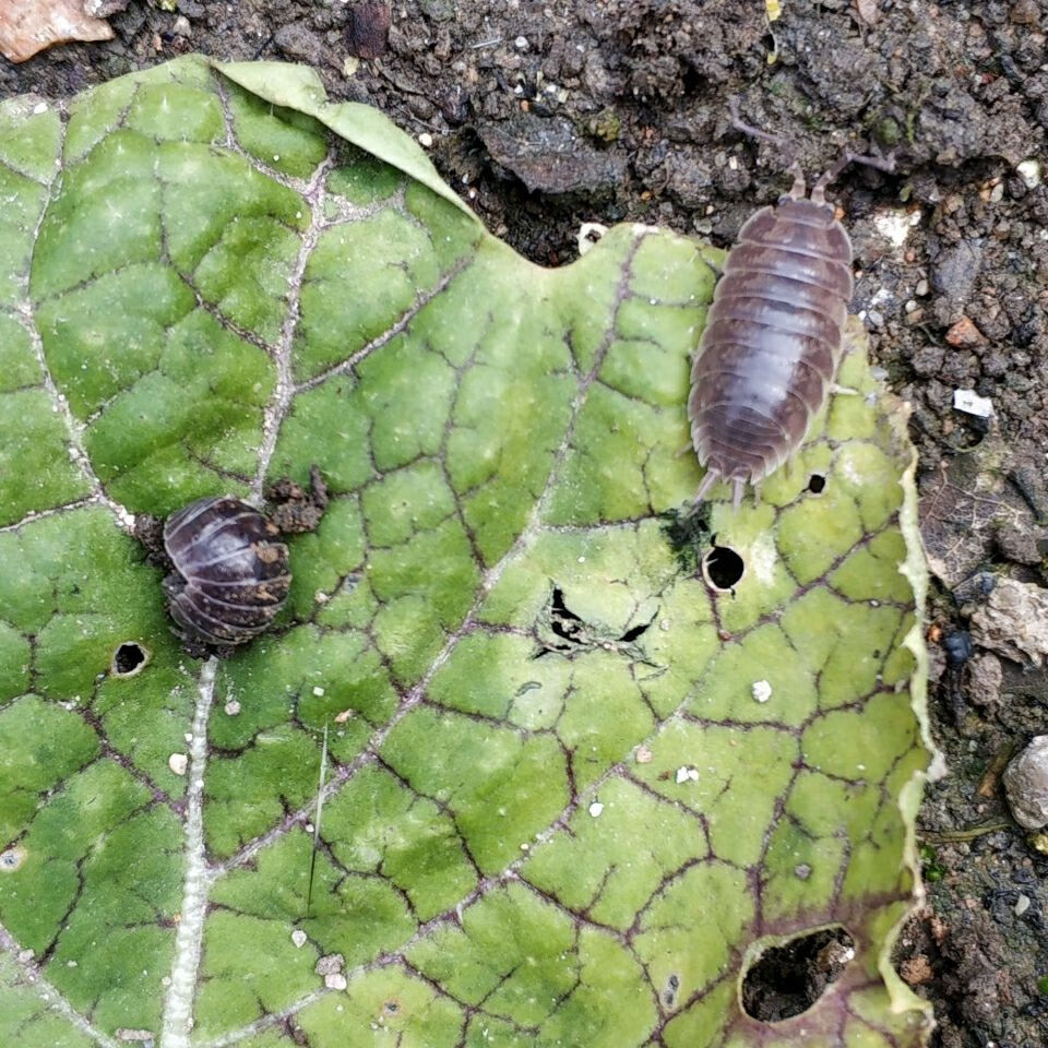 荣郁荣郁促销鼠妇虫活体200只鼠球西瓜虫潮虫宠物教学昆虫爬宠包活不