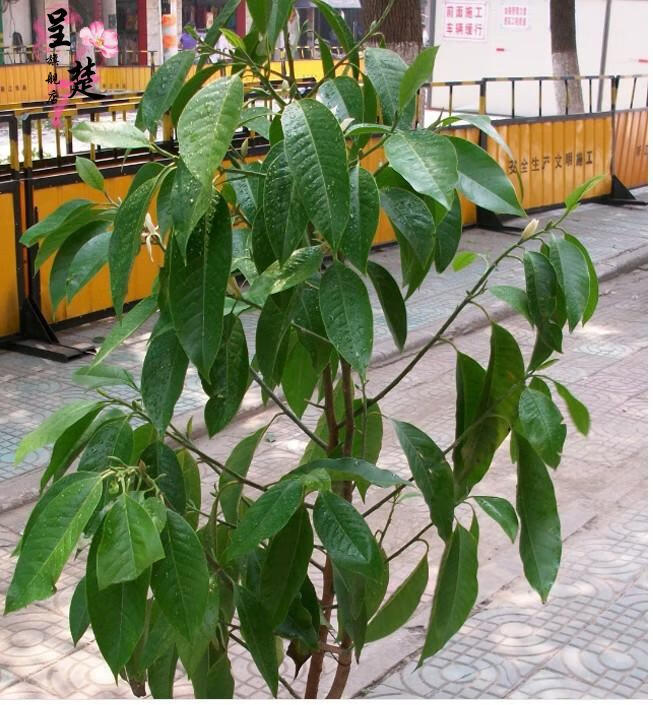 白玉蘭鮮花朵樹苗大型庭院植物玉蘭花苗盆栽花卉室內外6年大苗開花