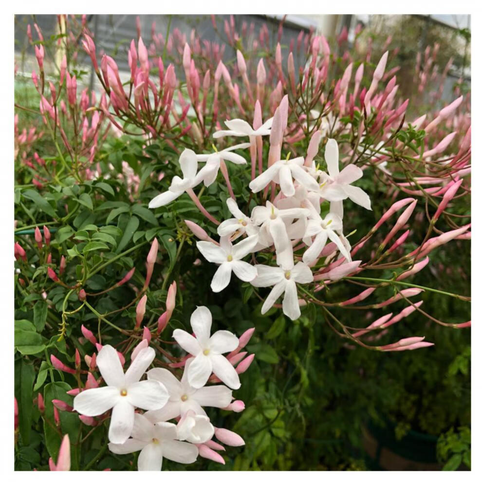 园艺 多花素馨花盆栽多年生耐寒藤本花苗阳台庭院爬藤植物有香味花卉