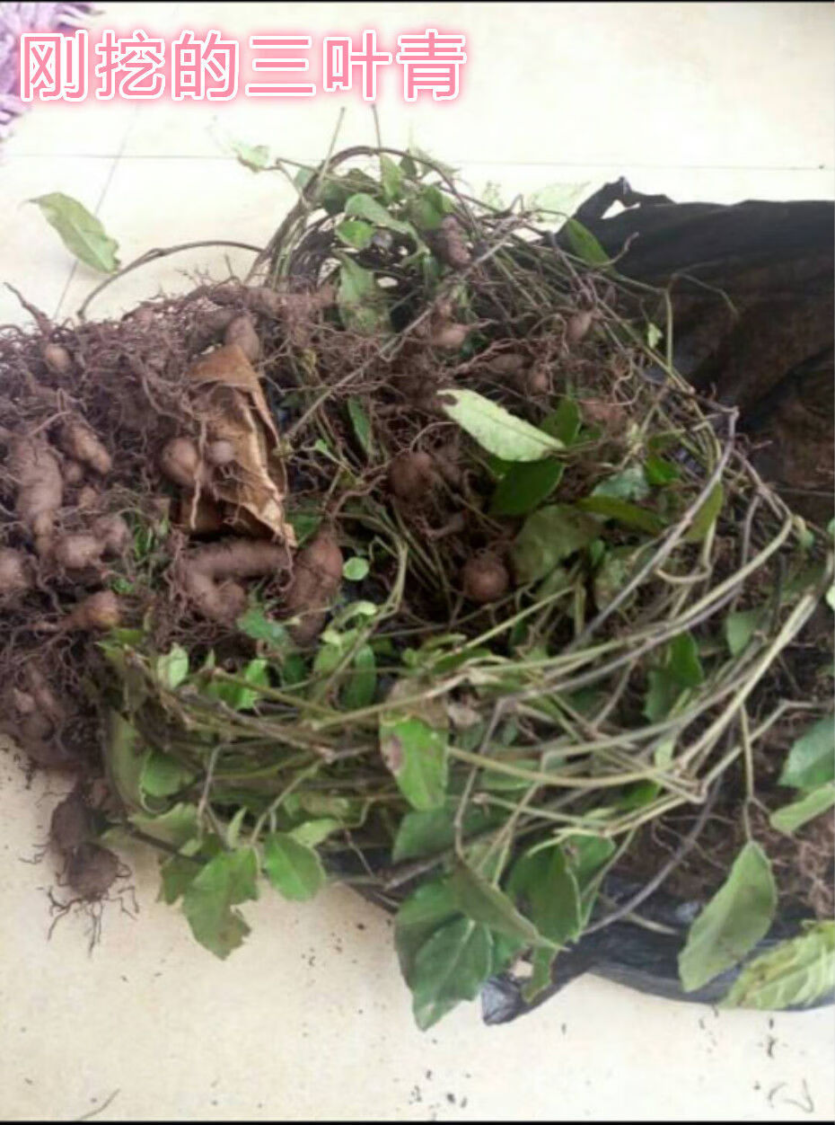 浙江野外生三叶青金线吊葫芦石老鼠新鲜晒干打粉中药原材料 250g