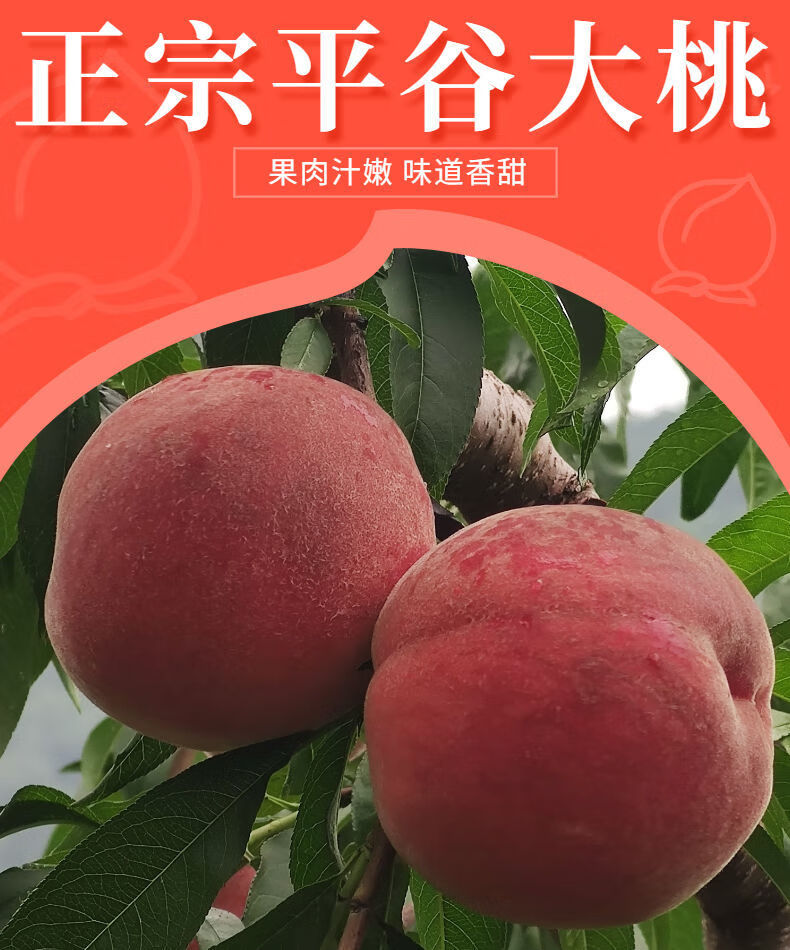 北京14号9久保水蜜桃新鲜绿化九脆甜水果昌隆福记 12个特大果礼盒装