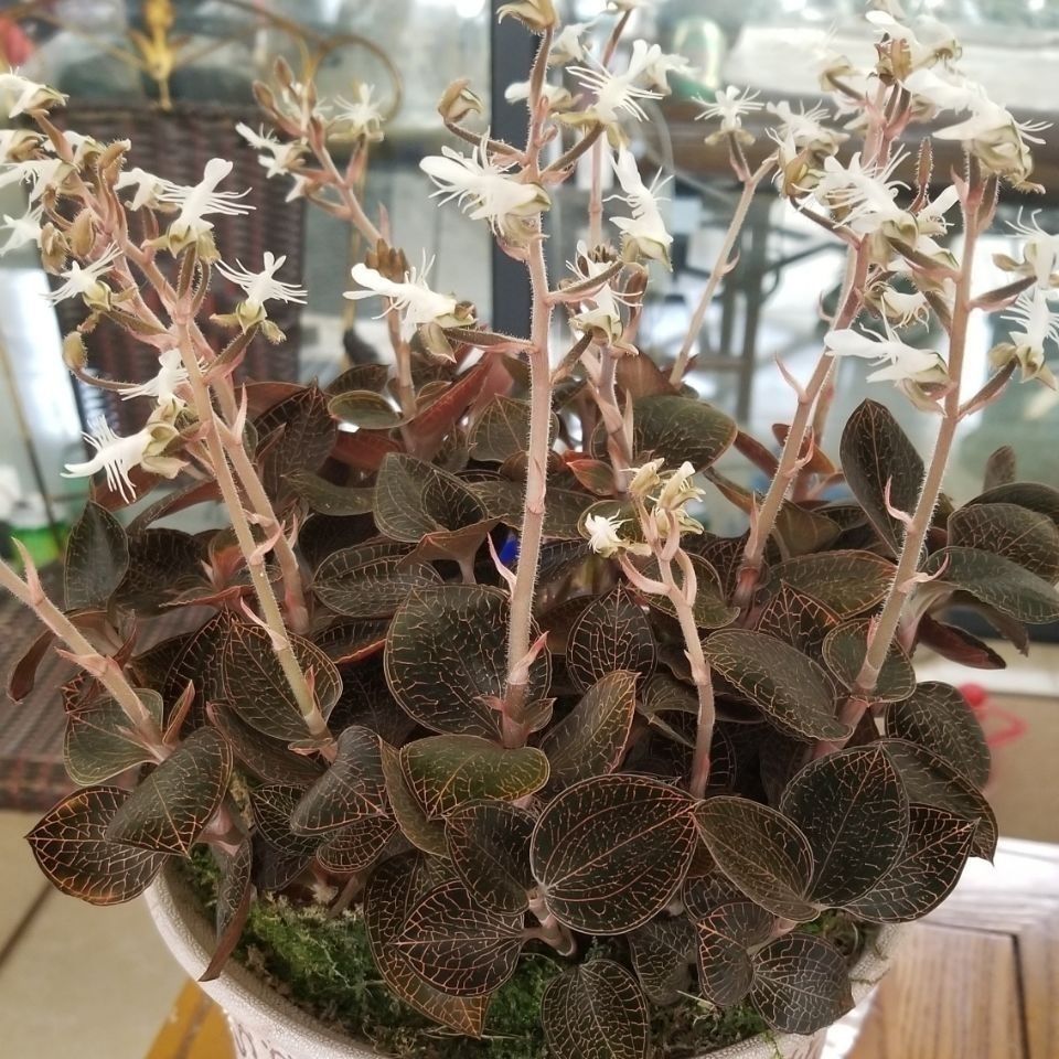 精选现发野生金线莲苗金钱草花种子瓶苗花卉盆栽植物室内好养绿植盆栽