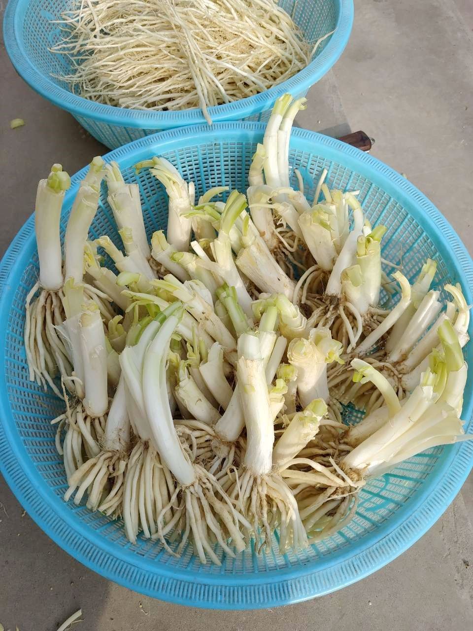 撇菜根 新鲜皮菜苤菜根 云南特产大叶韭菜 须子根 可种植腌制炖汤 3