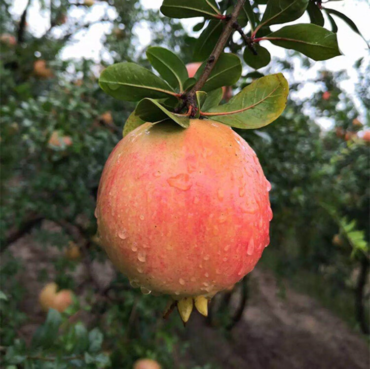 石榴树树苗特大软籽突尼斯石榴苗盆栽地栽别墅庭院北南方种植果树 鸽
