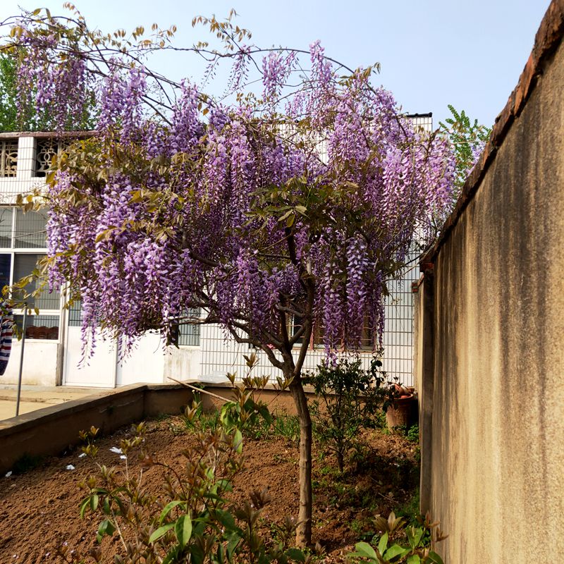 紫藤花树苗爬藤植物庭院阳台四季开花凌霄花卉盆栽绿植攀援紫藤苗 2cm