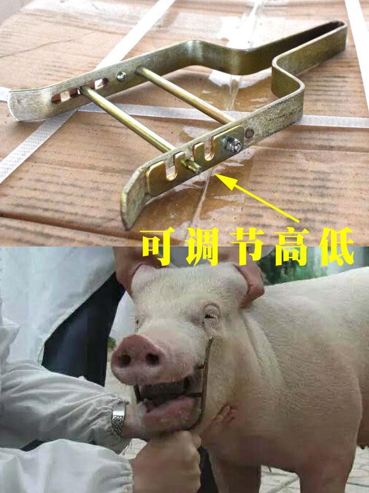 猪套嘴器使用教程图片