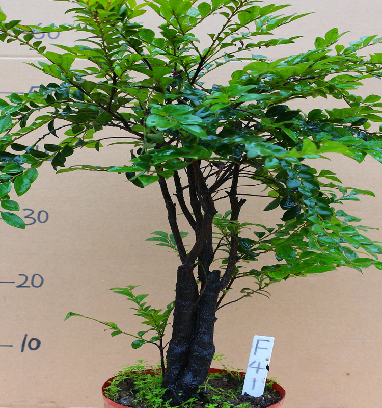 盆景室内阳台黑骨香盆栽老桩四季常青植物除甲醛净化空气 醛净化空气