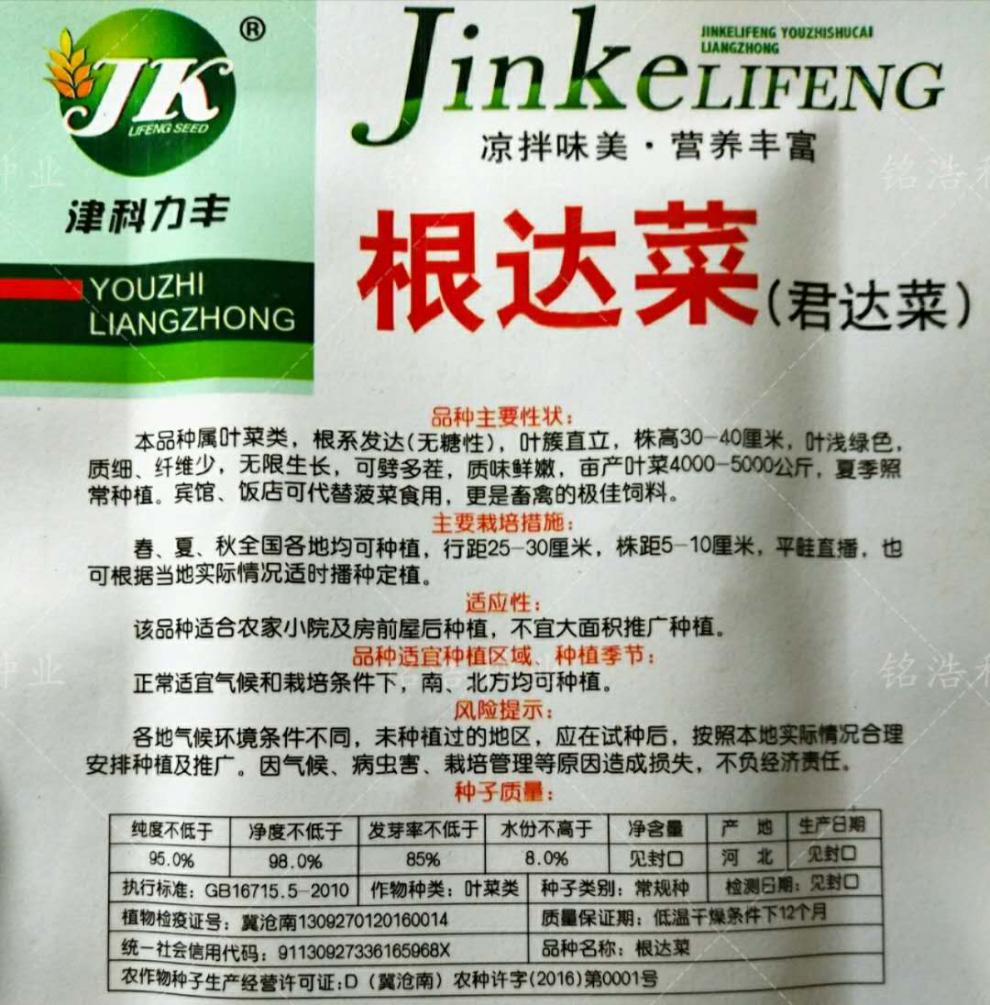 根达菜劈菜种子吃多少劈多少莙荙菜君达菜种子牛皮菜厚皮四季菜籽根达