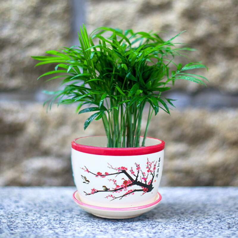 袖珍椰子小盆栽 植物花卉甲醛空气带盆盆景 绿色植物 袖珍椰子渔家乐