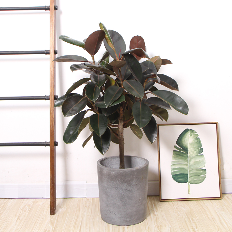 老桩黑金刚橡皮树精品棒棒糖大型盆栽客厅室内大叶花叶植物 一盆5颗50