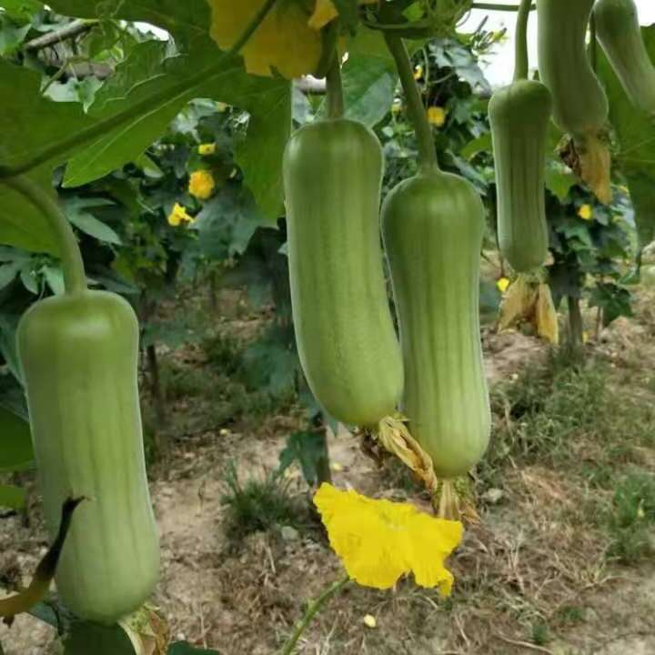 新鲜白玉丝瓜现摘牛奶丝瓜农家白玉肉丝瓜甜丝瓜白丝瓜