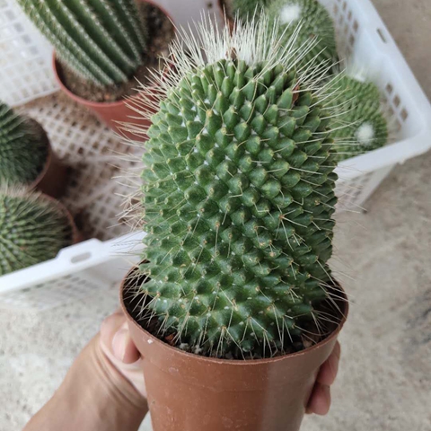 园艺开花仙人球白珠单头双头三头大颗白珠丸多肉植物好养实生鸾凤玉