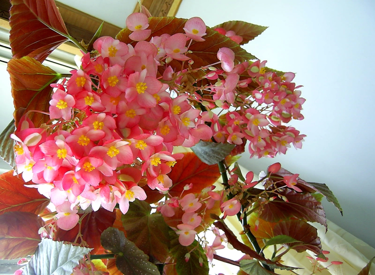 竹节海棠秋海棠 盆栽花卉观花植物大叶室内迷你盆栽 竹节海棠3年苗30