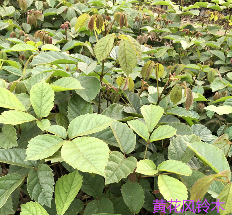 正宗黃花風鈴木苗庭院別墅校園風景樹巴西風鈴木多花紫花風鈴樹苗黃花