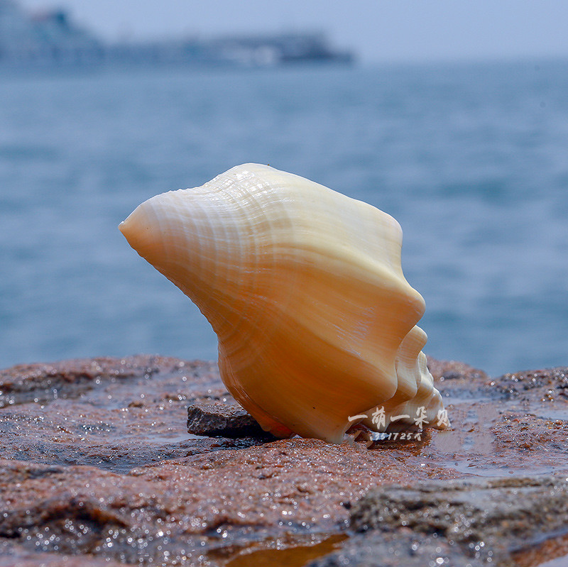 天然海螺贝壳超大稀有名螺黄宝螺 黄海 黄蜗螺 大螺 摆件精致a 18-19