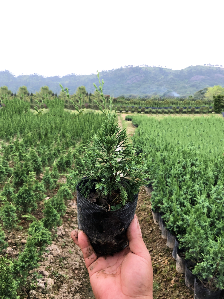 龙柏树塔松树苗 刺柏树苗 塔柏树苗球型塔松松球盆栽带土发货 塔型20