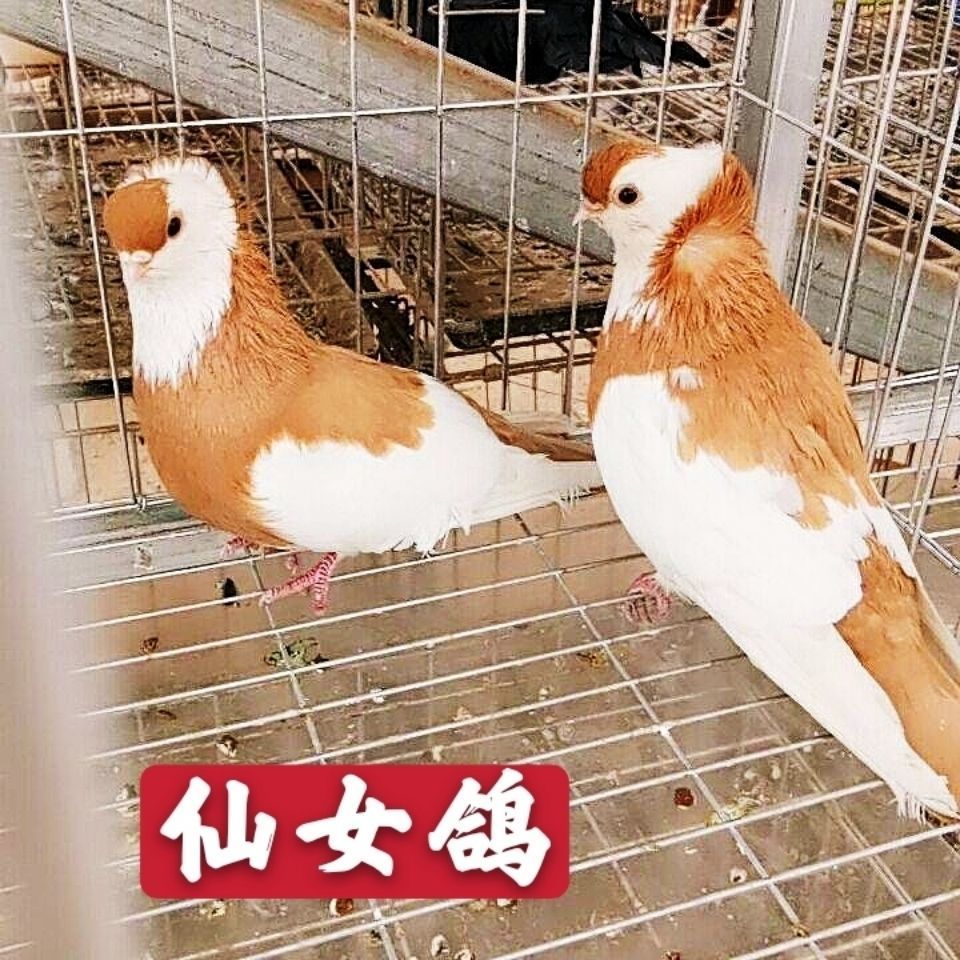 活体种鸽公母一对青年幼鸽一只黑色黄色蓝色观赏鸽活物小鸟 黄仙女鸽