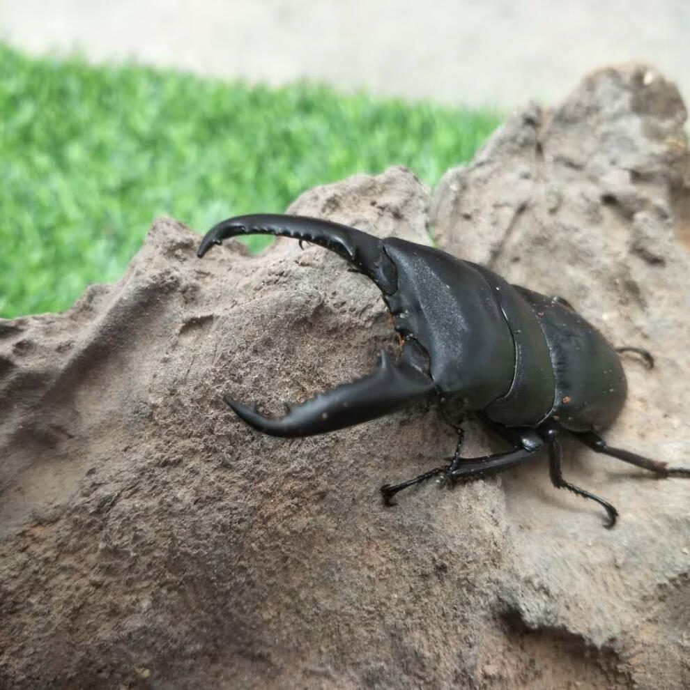 族萃中华大扁锹甲成虫甲虫昆虫宠物活体包活独角仙 【锹甲成虫】成虫