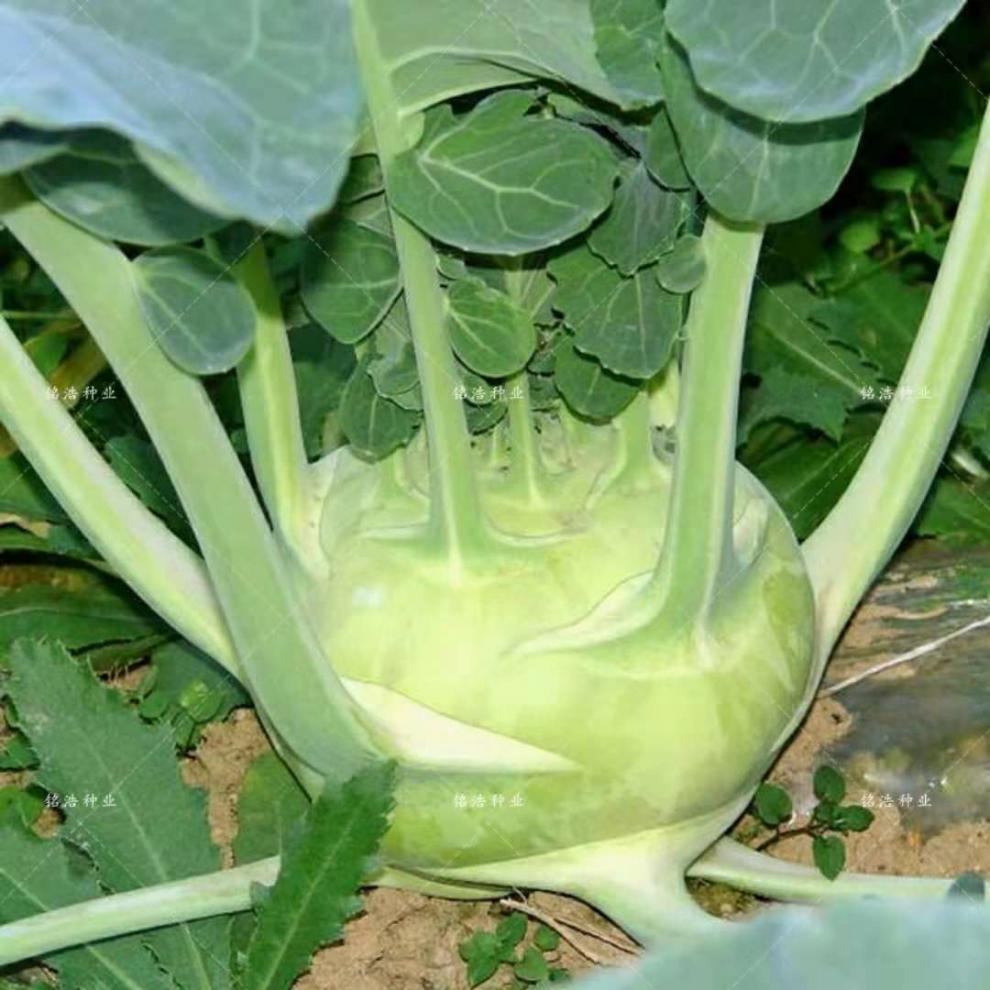 天津青苤兰种子水果绿苤蓝四季春冠优冠苤蓝春季秋蔬菜种子青苤蓝原