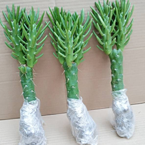 多肉植物沙漠将将军柱绿色盆栽释放氧气室内盆栽两个头沙漠将军柱2棵