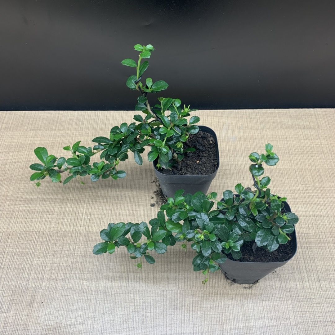 春季热推当天发货小叶福建茶开花结果小盆景附石盆景好养易活阳台小