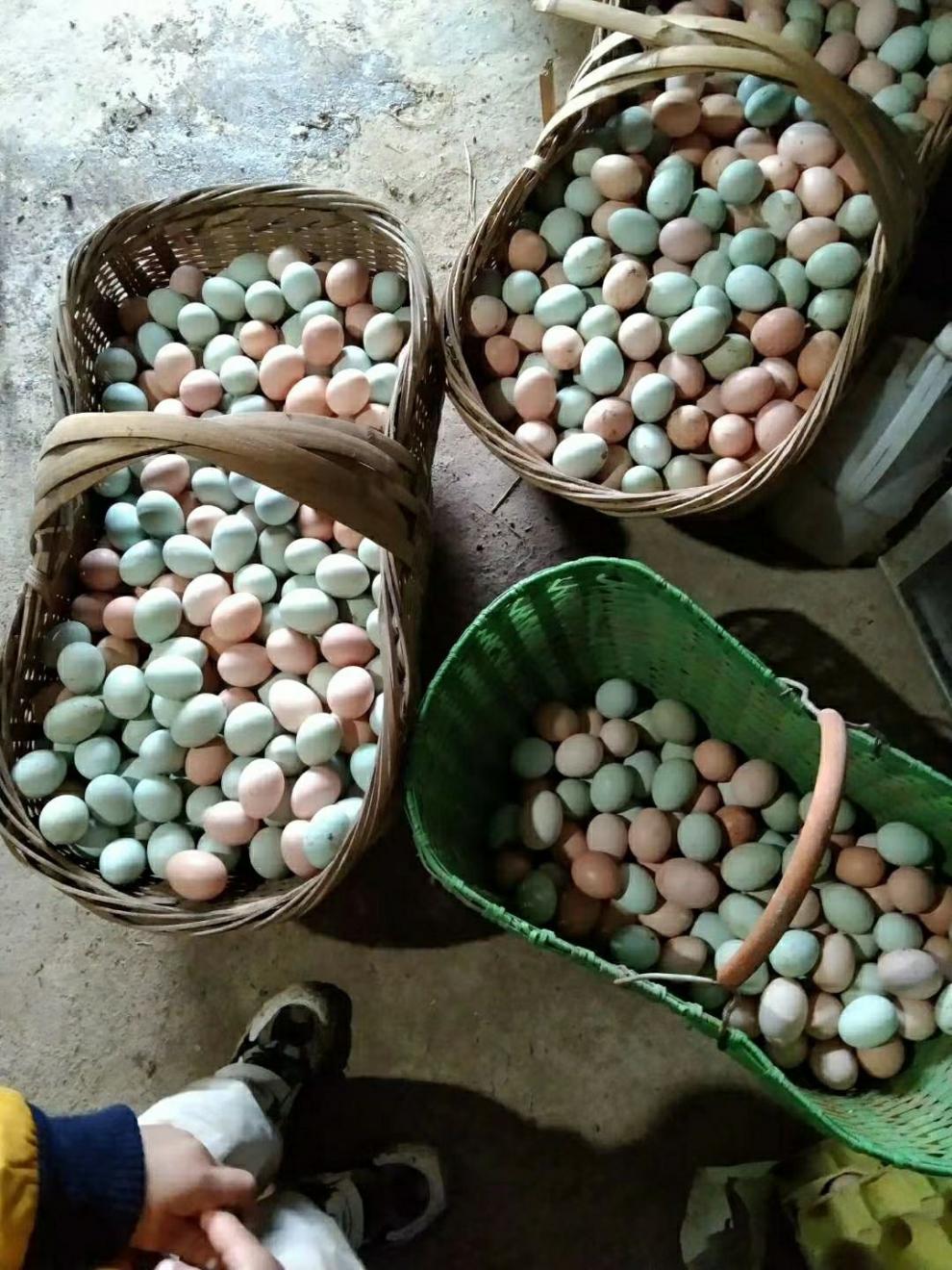 【现捡现发】山林散养绿壳土鸡蛋柴鸡蛋笨鸡蛋乌骨鸡蛋绿皮 40枚【全