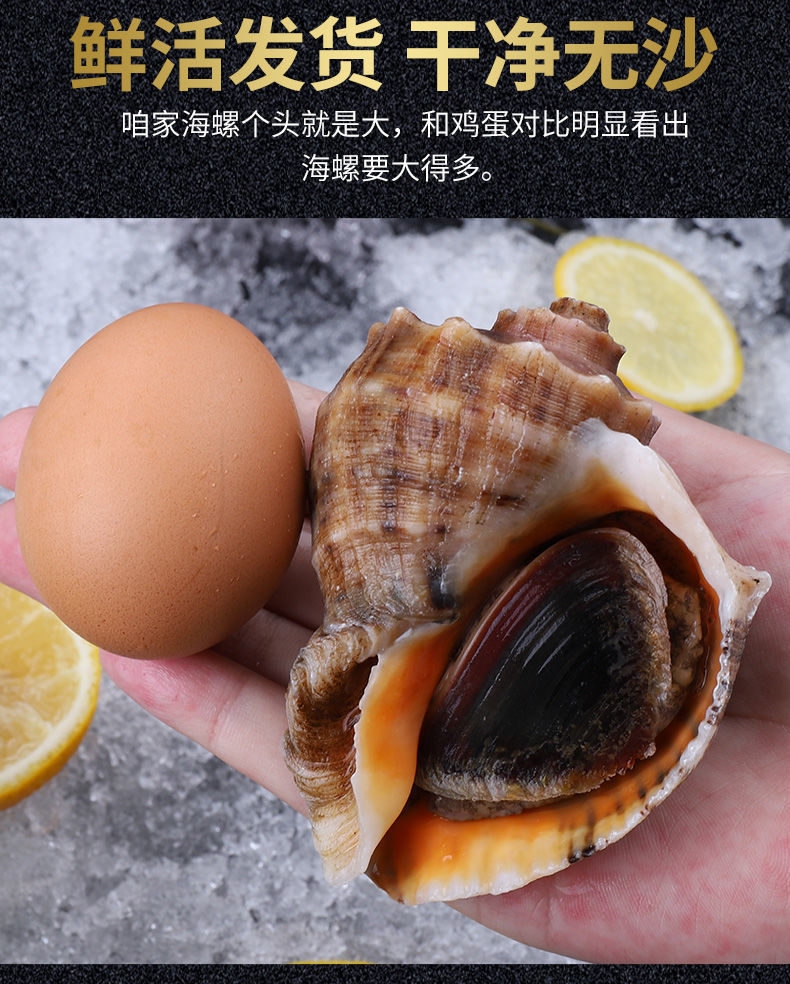 海螺海捕现发新鲜大中小超肥海螺贝类海鲜水产一斤装芥末酱油23只斤