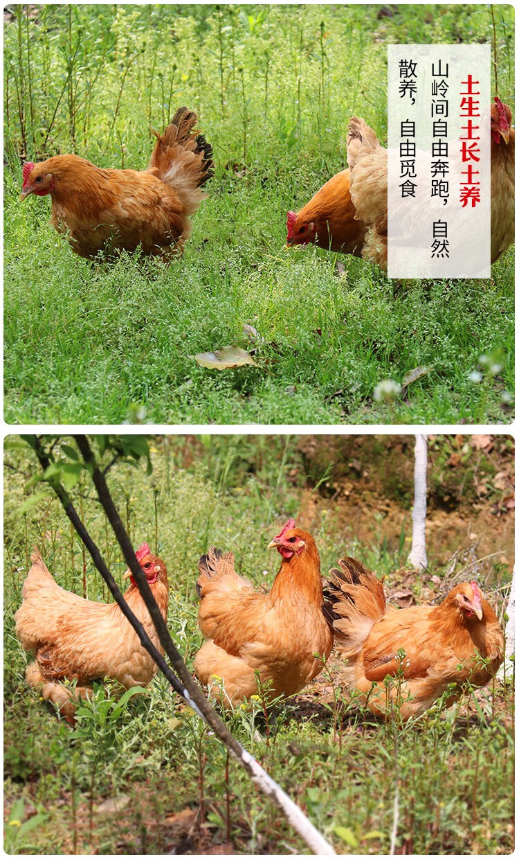 正宗农家散养土鸡三黄鸡走地鸡新鲜现杀 三黄鸡 3只