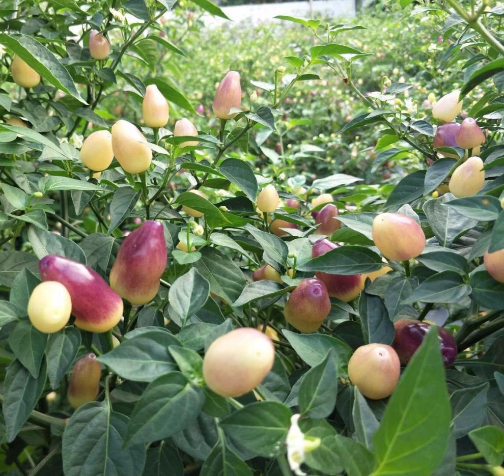 广西新鲜七彩椒辣椒五彩椒小泡椒灯笼剁椒5色生辣椒7斤装